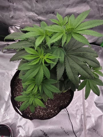 Summer 2026 Grow — flower, day 8