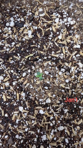 Perpetual Autoflower Mixed Grow #3 — germination, day 11