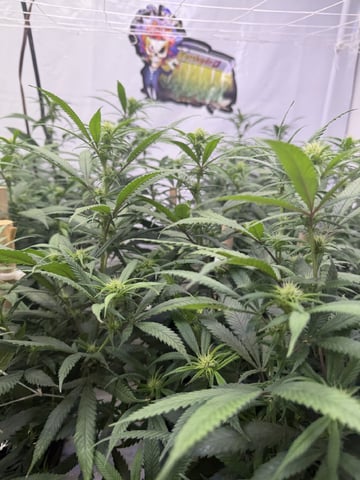 Indoor Grow  — flower, day 157