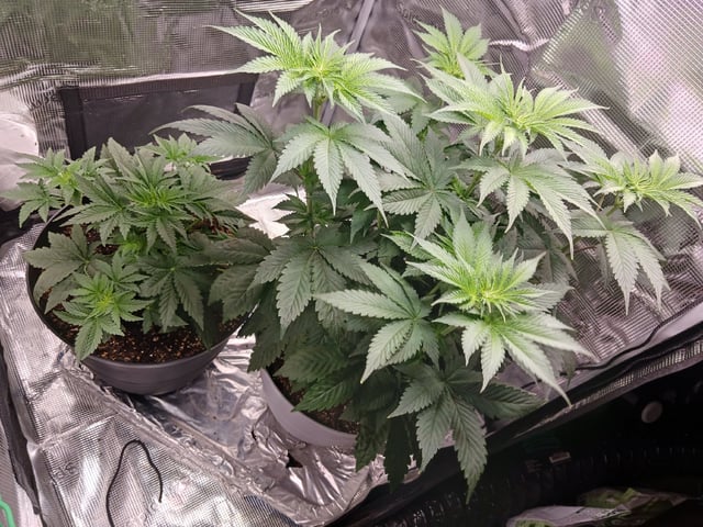 Gorilla Sherbert Feminized From Blimburn Seeds  — flower, day 35