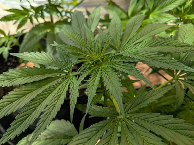 October Start — flower, day 82