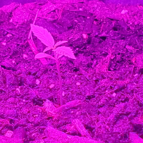 special queen 1 auto — seedling_rooting, day 1
