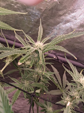 Blueberry OG Kush — flower, day 10