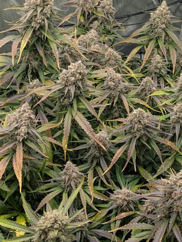 Grow #4 — flower, day 83