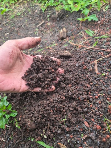 True Living Organics Aloha Style Master Kush Auto — grow_setup, day 3