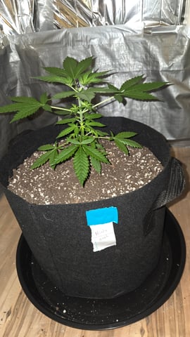 B2 — vegetative, day 36