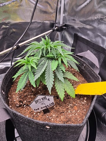 Dirty Bird - Thousand Island Fem & Platinum Kush Breath Remix x Grape Cakehead Fem Photo  — vegetative, day 27