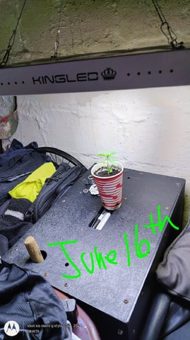 Miracle Murray  — seedling_rooting, day 16