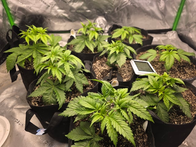 Hazy Daze — vegetative, day 18