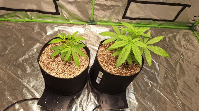 Gorilla Girl Autopot — vegetative, day 47