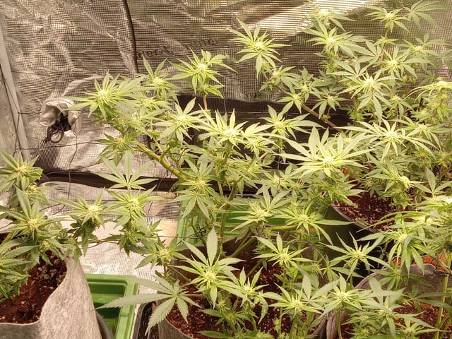 Blueberry critical kush x purple peyote wifi  and one L.a kush cake . — seedling_rooting, day 13