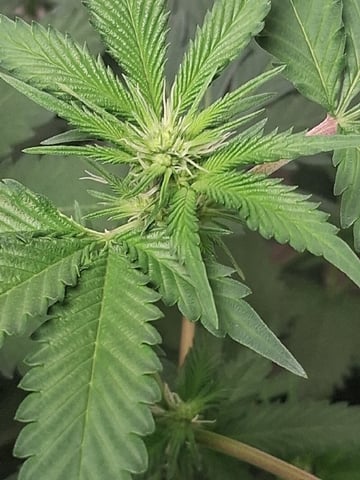 S&D  First Grow — flower, day 52