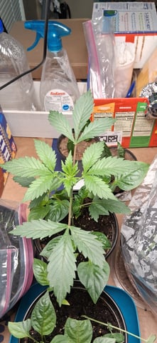 blueberry funk — vegetative, day 18