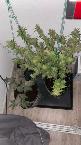 pineapple Express  — none, day 43