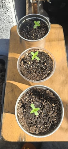 CzechsMex 2.0 — seedling_rooting, day 9