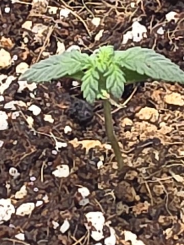 Gorilla Gas  — seedling_rooting, day 3