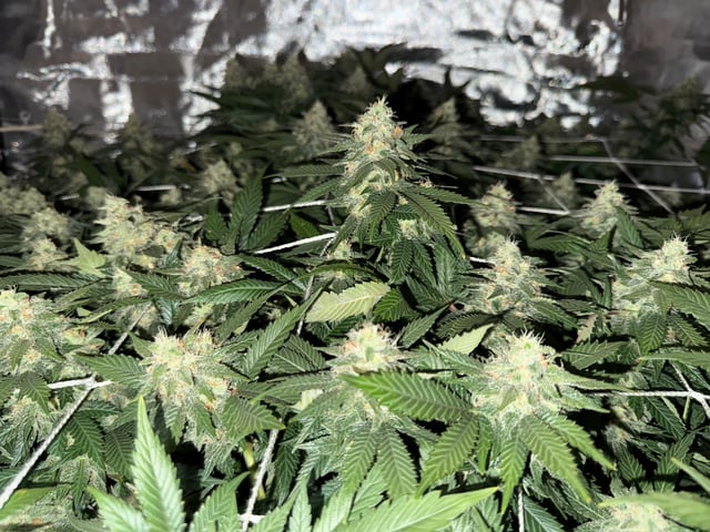 Green Gelato — flower, day 94