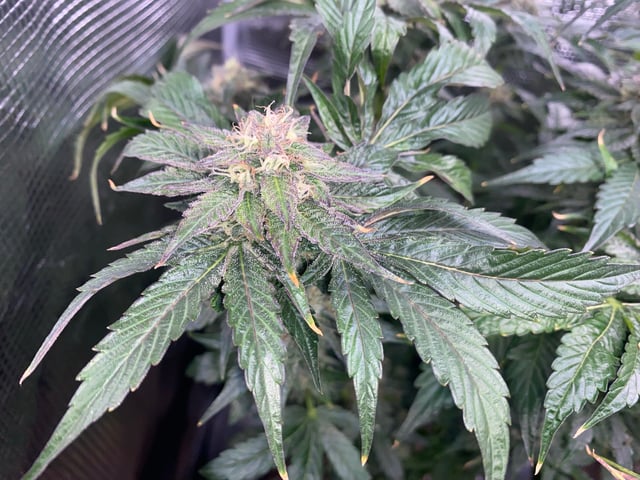 Auto Run #1 2025-2026 — flower, day 93