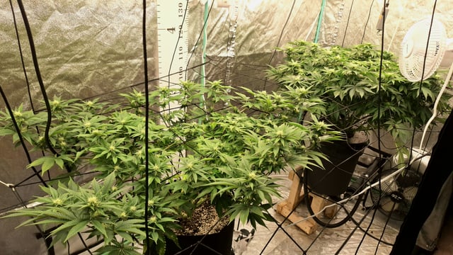 Blackberry Kush — flower, day 82