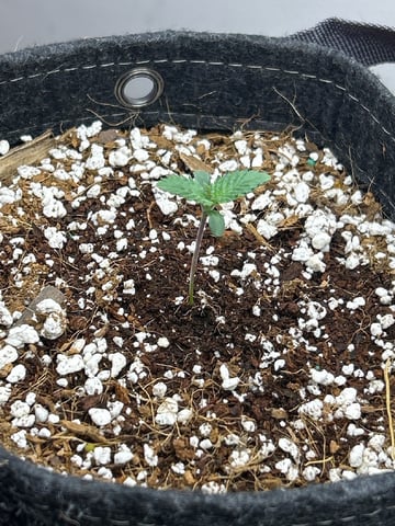 Frosty Blue OG — seedling_rooting, day 1