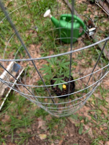 Country Boy — vegetative, day 30