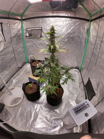 white runtz auto flower — flower, day 67