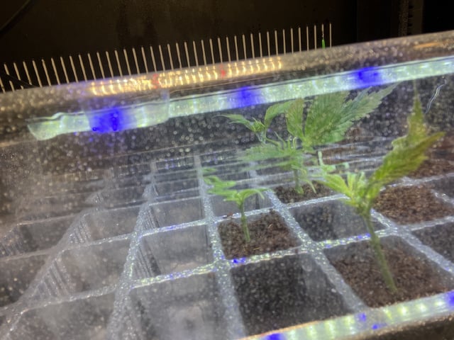 white 🕷️  — vegetative, day 49