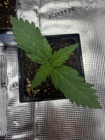 My First Grow — seedling_rooting, day 6