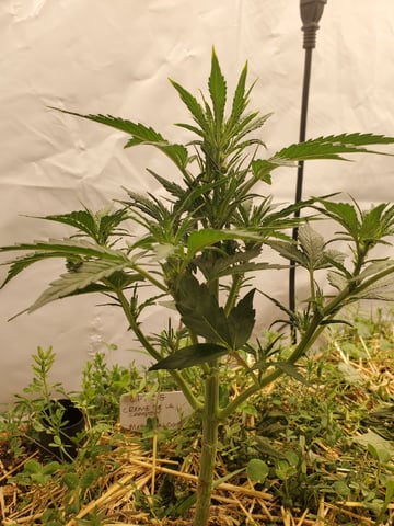 Auto Flower Run Fully Organic — vegetative, day 25