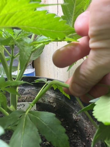 Cherry Pie  — vegetative, day 9