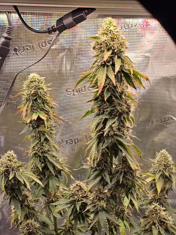 Northern lights #10 2nd plant (Selkies) — flower, day 95