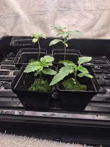 Dr. Sleep — seedling_rooting, day 31
