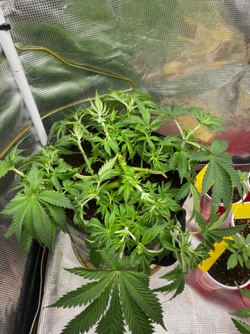 blackberry marshmallows  — vegetative, day 42