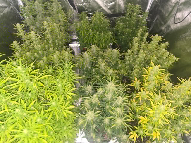 2nd Autoflower Indoor Grow — flower, day 64