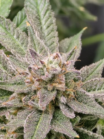 Barney's Farm - Cherry Popper — flower, day 121