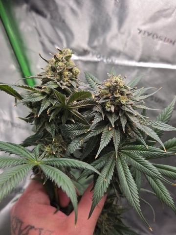 Bruce Banner #4  — flower, day 115