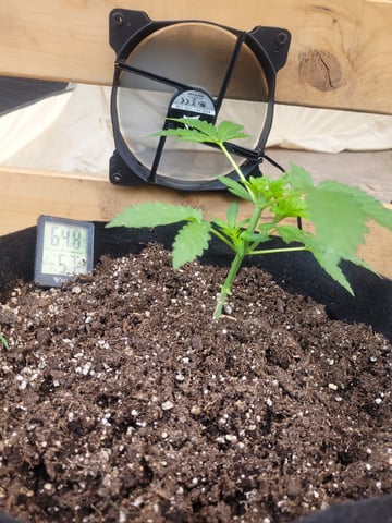 Clones And Hermie Seeds — vegetative, day 40