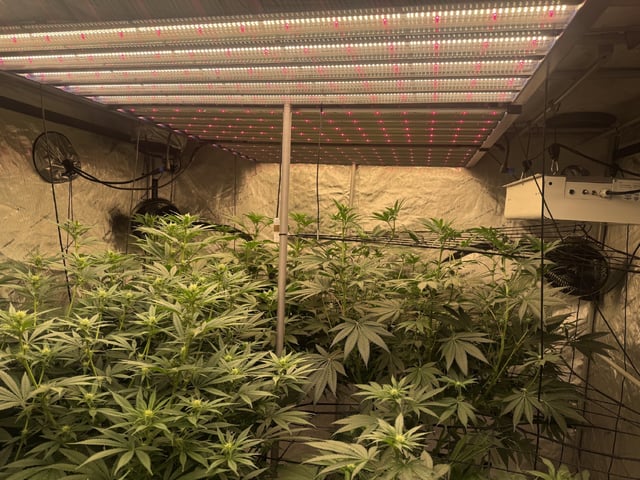 Start over! — flower, day 70