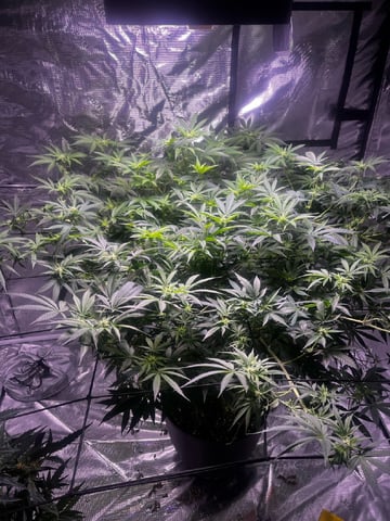 strawberry cough — flower, day 7