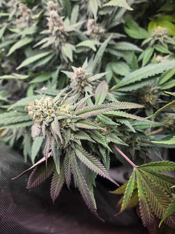 First Grow — flower, day 100