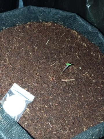 Blackberry Moonrocks  — seedling_rooting, day 8