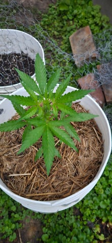 girl scout cookies (auto) — flower, day 36