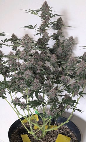 Mixed Grow — flower, day 90