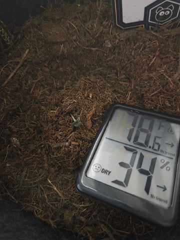 Ripley OG — seedling_rooting, day 7