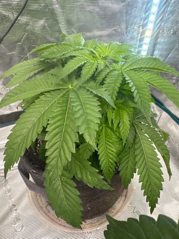  godfather OG — vegetative, day 18