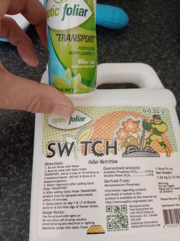 mr — flower, day 62