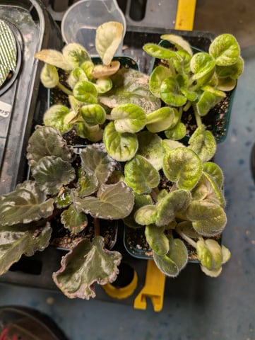 See what grows — vegetative, day 54