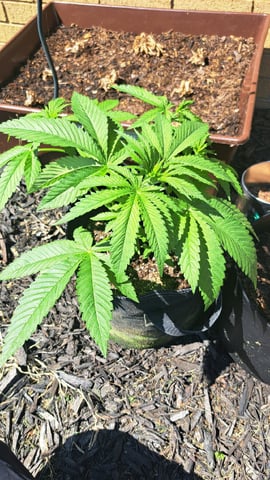 Gumbo — vegetative, day 1
