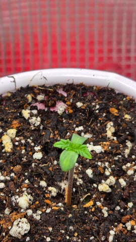 Blueberry Swirl — seedling_rooting, day 2