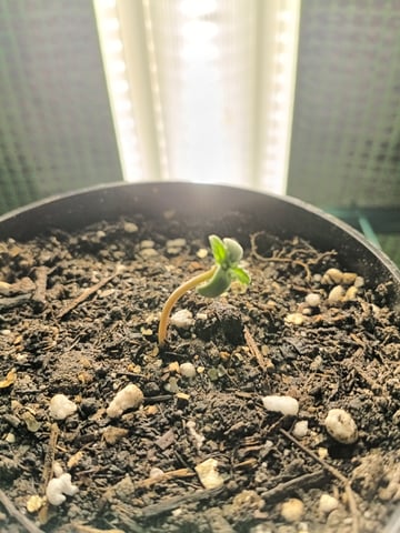 First grow indoor Auto euphoria  — seedling_rooting, day 1